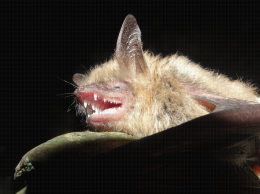 Diversité faunistique Balandran - Détail de la dentition d'une chauve-souris, murin à oreilles échancrées (Myotis emarginatus))